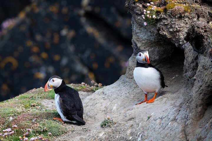 ATV Through Lava and Puffins: Volcanic Vistas & Puffin Paradise on Heimaey photo 2