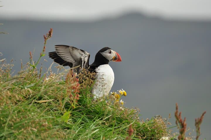 ATV Through Lava and Puffins: Volcanic Vistas & Puffin Paradise on Heimaey photo 3