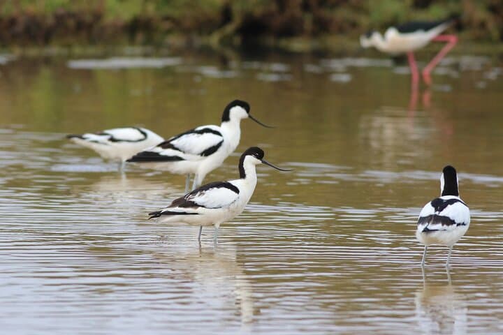 Private Birdwatching Tour at Salgados Lagoon — Algarve Birding Experience