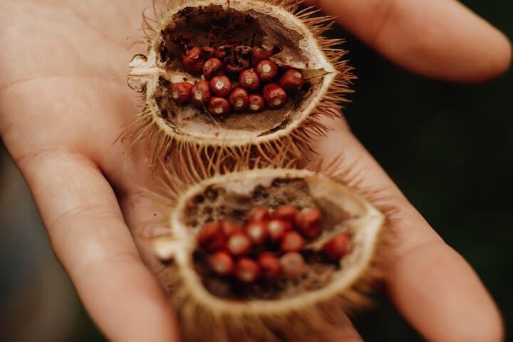 Bribri Chocolate Experience & Waterfall Swim — Talamanca Indigenous Tour photo 5