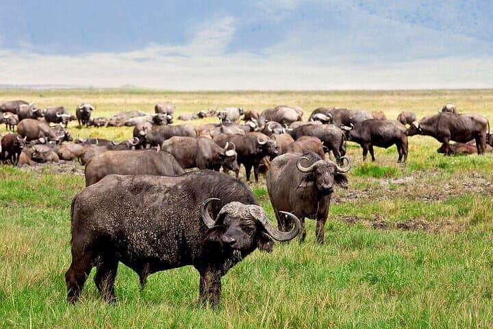 Inside Ngorongoro Crater: Full-Day Guided Wildlife Safari from Arusha photo 2