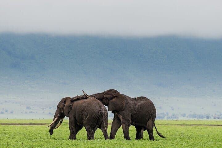 Inside Ngorongoro Crater: Full-Day Guided Wildlife Safari from Arusha