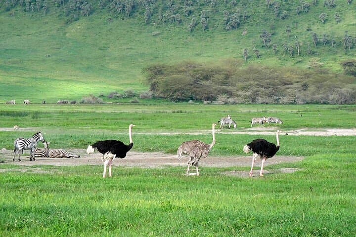 Inside Ngorongoro Crater: Full-Day Guided Wildlife Safari from Arusha photo 3