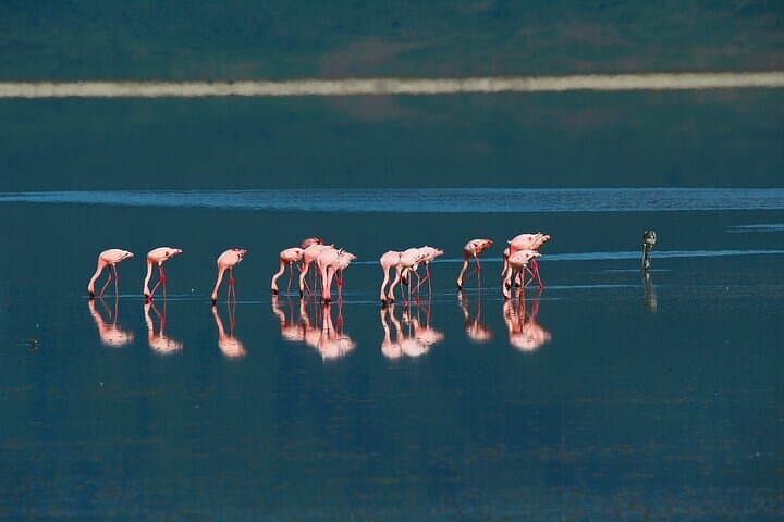Inside Ngorongoro Crater: Full-Day Guided Wildlife Safari from Arusha photo 4