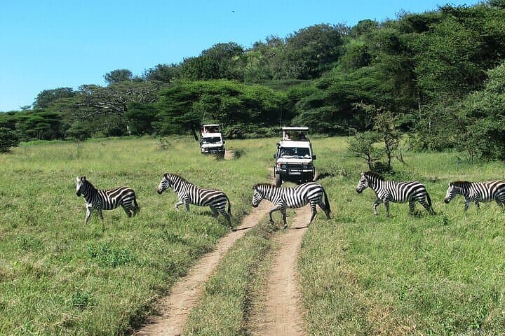Inside Ngorongoro Crater: Full-Day Guided Wildlife Safari from Arusha photo 6