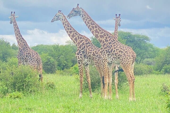 3-Day Safari Expedition from Arusha: Tarangire, Ngorongoro & Materuni photo 2