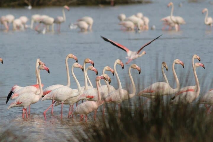 Private Birdwatching Tour at Salgados Lagoon — Algarve Birding Experience photo 2