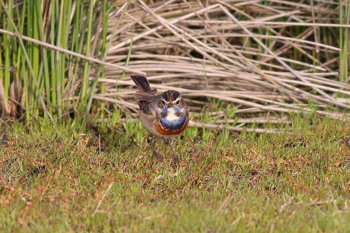 Private Birdwatching Tour at Salgados Lagoon — Algarve Birding Experience photo 3