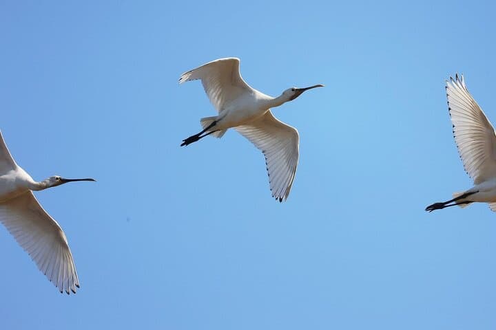 Private Birdwatching Tour at Salgados Lagoon — Algarve Birding Experience photo 5