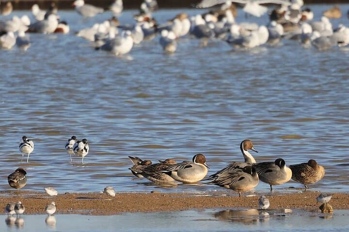 Private Birdwatching Tour at Salgados Lagoon — Algarve Birding Experience photo 6