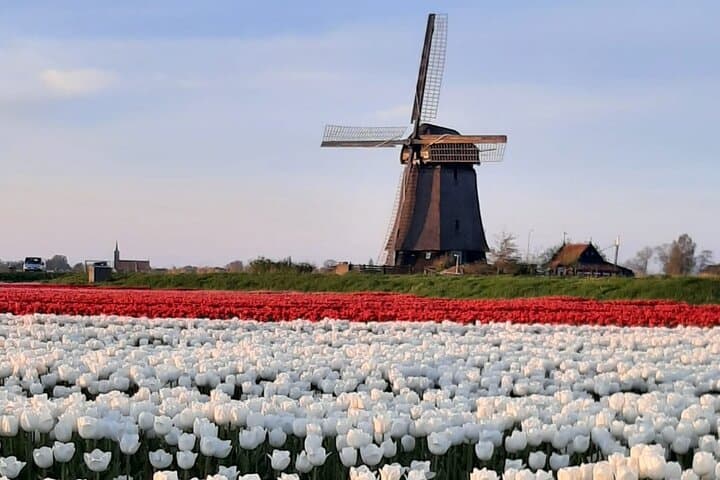 Off-the-Beaten-Track Tulip Fields and Historic Windmills from Amsterdam