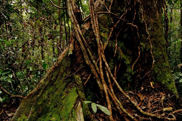 Taman Negara 2-Day Small-Group Rainforest Escape from Kuala Lumpur photo 6