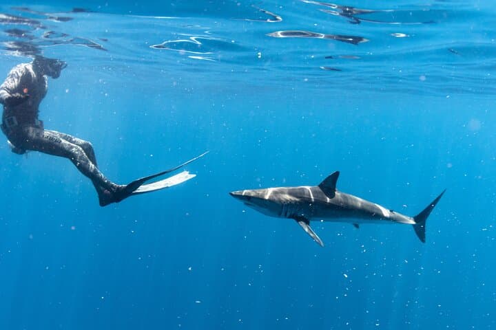 San Jose del Cabo Shark Safari: Responsible Shark Encounters & Snorkel Guide photo 4