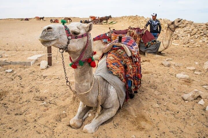 Private 1-Hour Camel Ride at the Giza Pyramids — Close-Up Views & Local Insight photo 5