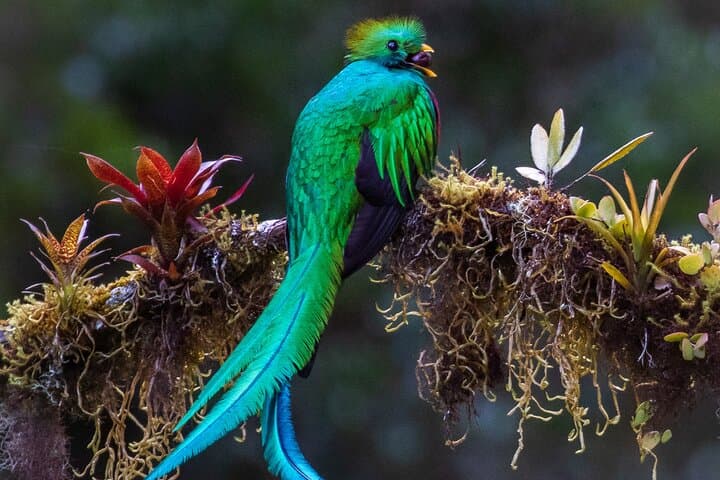 La Fortuna Rainforest Wildlife Walk: Birds, Reptiles & Mammals Observation Tour photo 1
