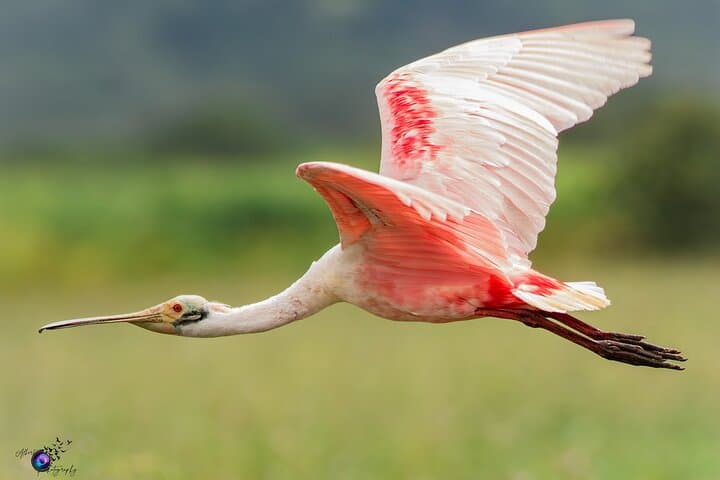 La Fortuna Rainforest Wildlife Walk: Birds, Reptiles & Mammals Observation Tour photo 2