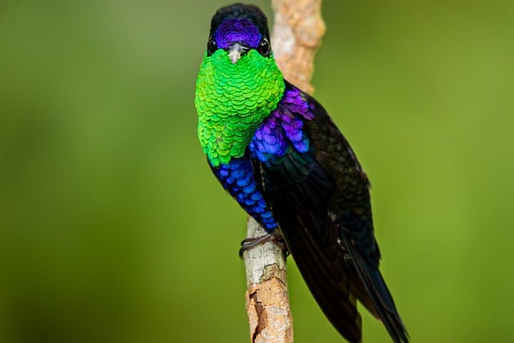 La Fortuna Rainforest Wildlife Walk: Birds, Reptiles & Mammals Observation Tour photo 3