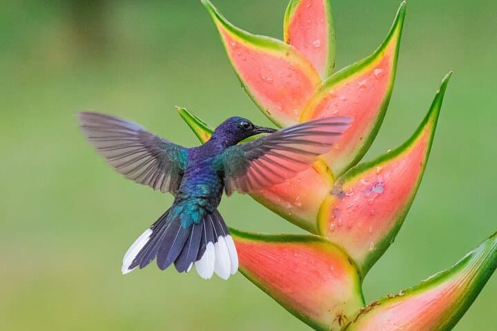 La Fortuna Rainforest Wildlife Walk: Birds, Reptiles & Mammals Observation Tour photo 4