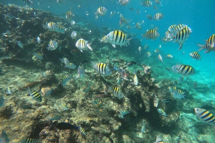 Cabarete Party Catamaran & Snorkeling — Half-Day Sail, Reefs & Drinks photo 2