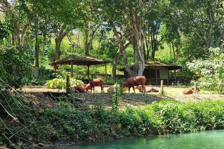 Dunn's River Falls Climb & Martha Brae Bamboo Rafting — Ocho Rios Day Trip photo 6