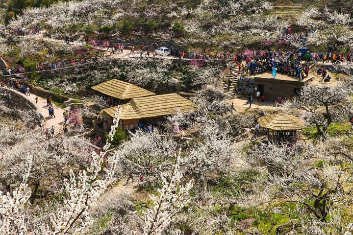 Seoul to Gwangyang Maehwa & Jeonju Hanok Village Day Trip — Plum Blossoms and Hanok Culture photo 5