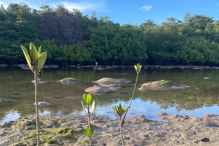 Mangrove Reforestation and Exploration Around Nusa Lembongan & Ceningan photo 5