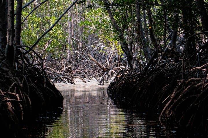 Mangrove Reforestation and Exploration Around Nusa Lembongan & Ceningan photo 2