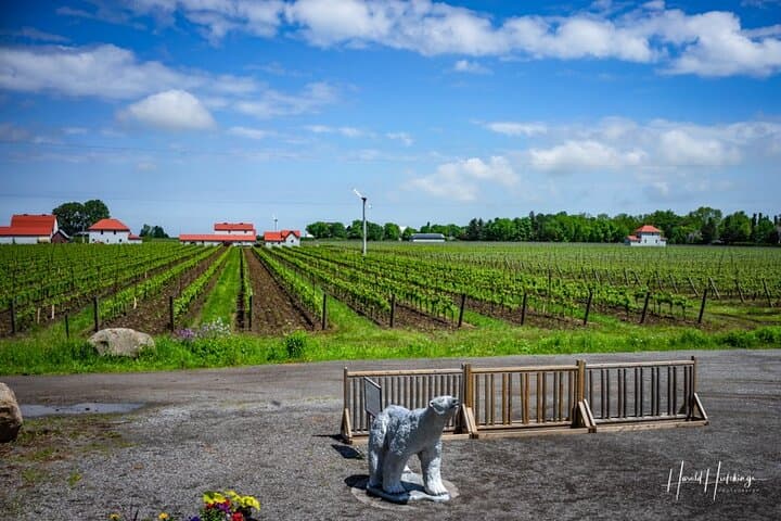 Custom Niagara Icewine & Wineries Private Day Tour photo 2