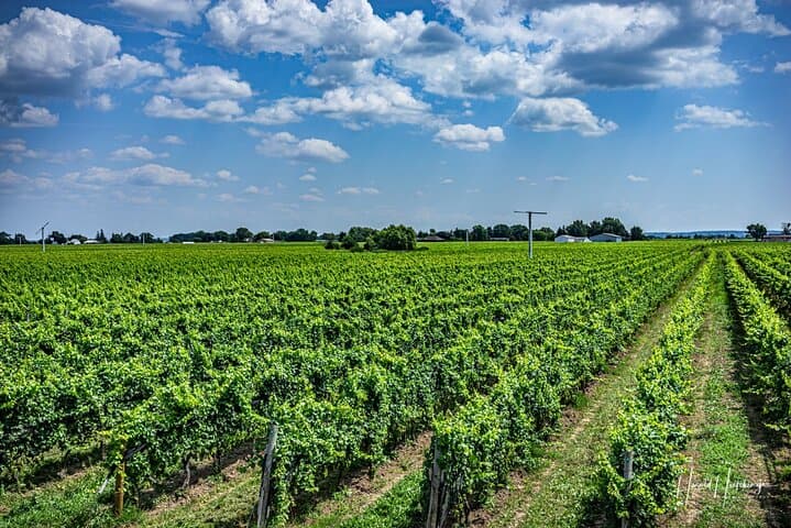 Private Half-Day Wine Tasting in Niagara-on-the-Lake: Customizable Luxury Tour photo 5