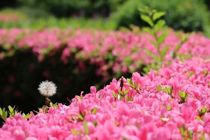 Hamarikyu Gardens Wellness Walk & Tsukiji Lunch — Forest Bathing in Tokyo photo 2