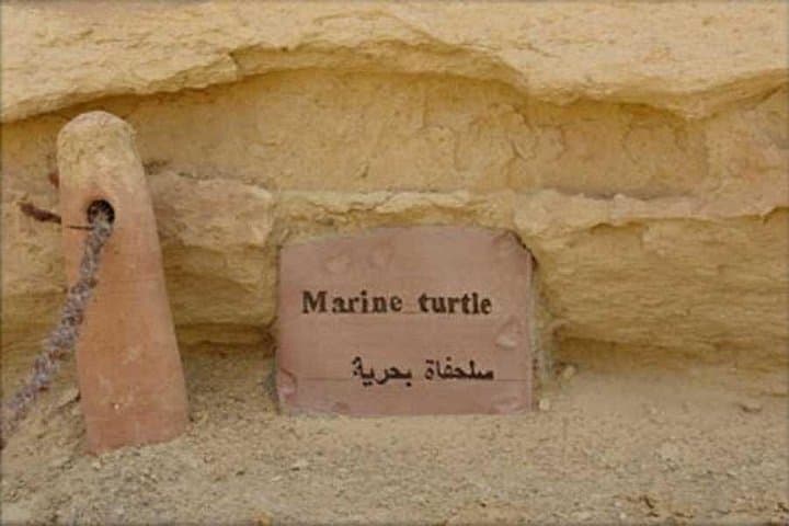 Fayoum Day Tour from Cairo: Wadi El Rayan, Wadi al-Hitan & Lake Qarun photo 4