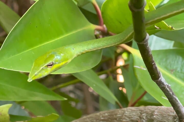 Bentota River Safari: 2-3 Hour Boat Trip to See Crocodiles, Monkeys & Mangroves photo 4