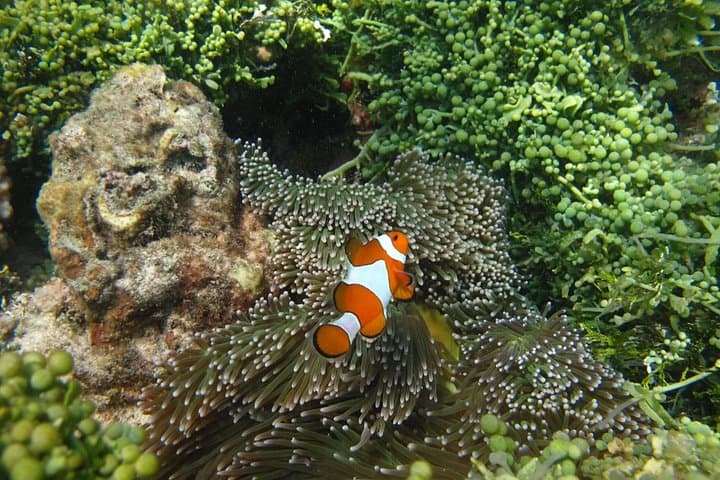 Karimunjawa Snorkeling & Island Hopping: Day Trip to Pristine Reefs and White Sand Beaches photo 2
