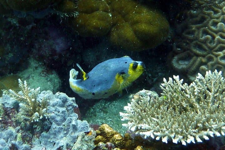 Karimunjawa Snorkeling & Island Hopping: Day Trip to Pristine Reefs and White Sand Beaches photo 3
