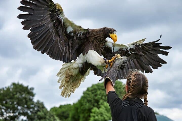 Eagle Heights Kent: Raptor Flying Displays Above the Darent Valley