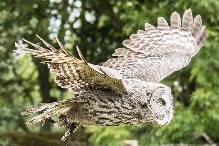 Eagle Heights Kent: Raptor Flying Displays Above the Darent Valley photo 3