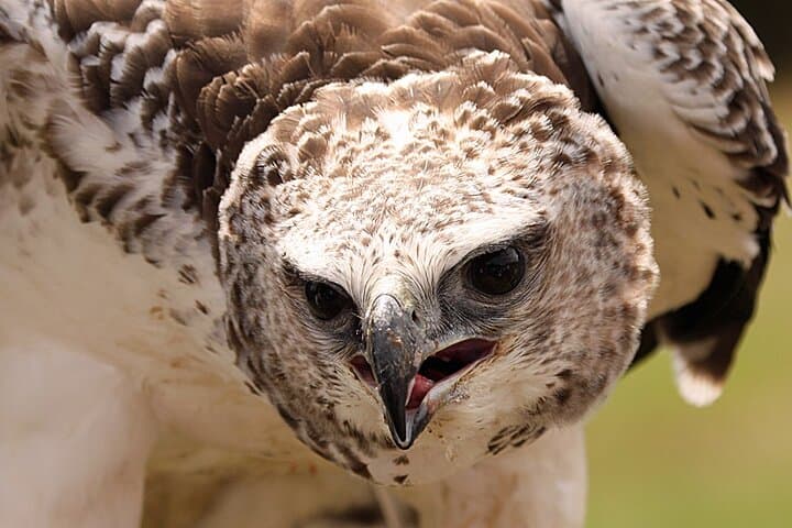 Eagle Heights Kent: Raptor Flying Displays Above the Darent Valley photo 6