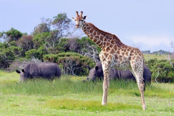 Half-Day Port Elizabeth & Kragga Kamma Reserve Safari — Coastal Drive, Cape Recife & Game Viewing photo 2