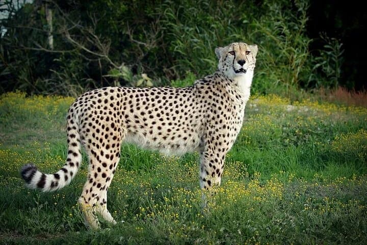 Half-Day Port Elizabeth & Kragga Kamma Reserve Safari — Coastal Drive, Cape Recife & Game Viewing photo 4