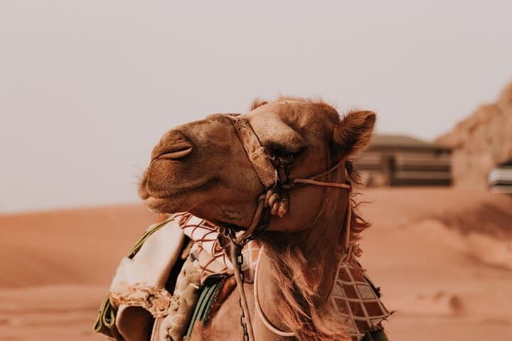 Two-Day Private Petra and Wadi Rum Tour from Amman — Petra, Wadi Rum & Dead Sea Highlights photo 5