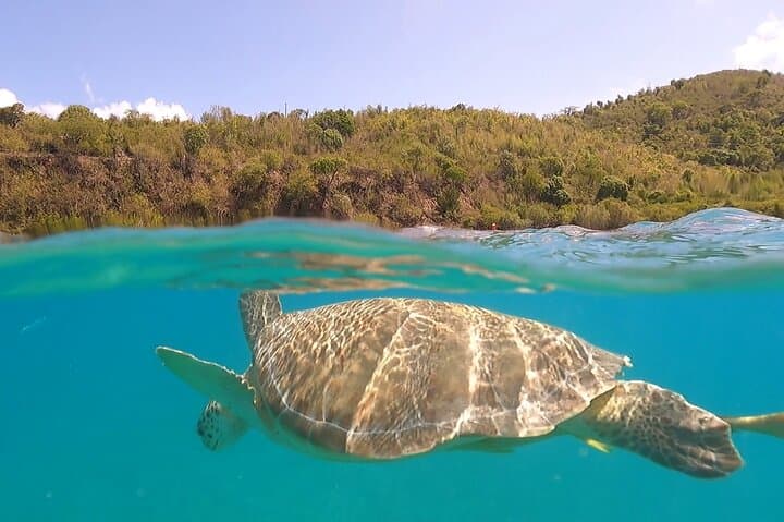 Private Snorkel Charter in the USVI: Maho Bay to Christmas Cove photo 3