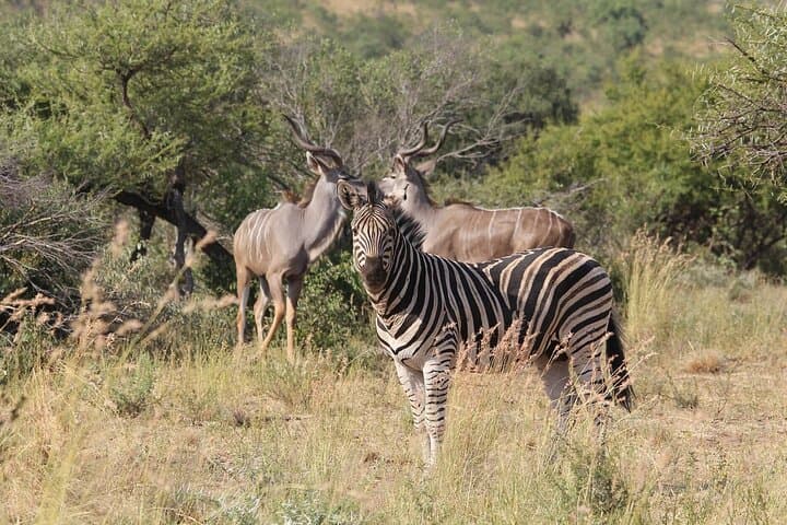 Victoria Falls 4-Day Safari, Zambezi Cruise & Helicopter Experience photo 5