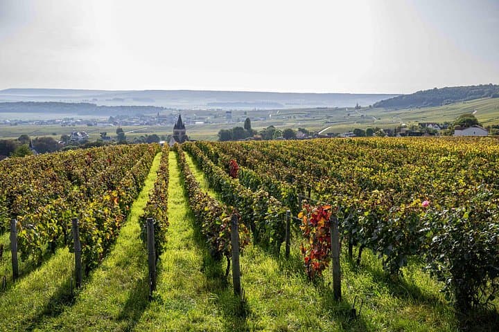 E‑Scooter Tour and Champagne Tasting on the Petite Montagne de Reims photo 3