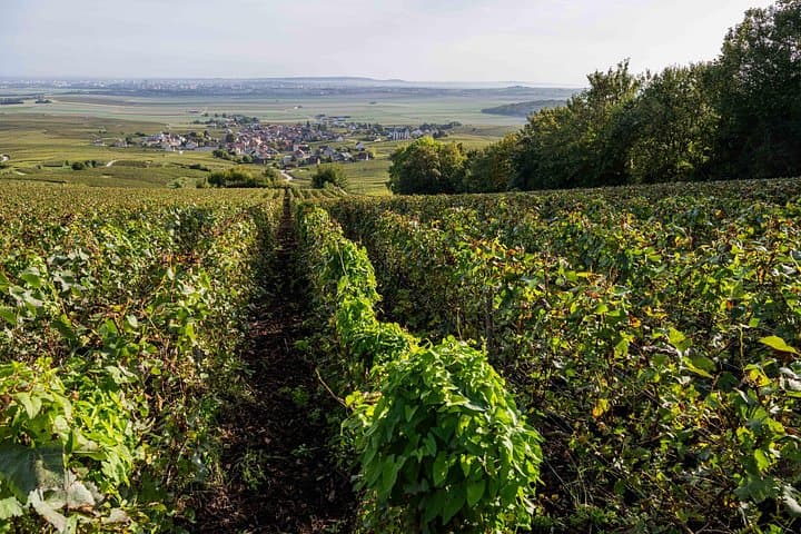 E‑Scooter Tour and Champagne Tasting on the Petite Montagne de Reims photo 4
