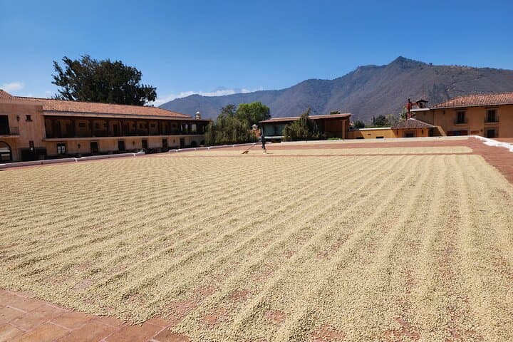 Off-Road Coffee Farm Tour from Antigua Guatemala: ATV & UTV Adventure
