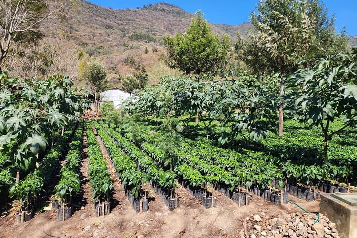 Off-Road Coffee Farm Tour from Antigua Guatemala: ATV & UTV Adventure photo 2