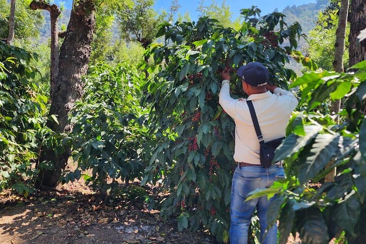 Off-Road Coffee Farm Tour from Antigua Guatemala: ATV & UTV Adventure photo 3