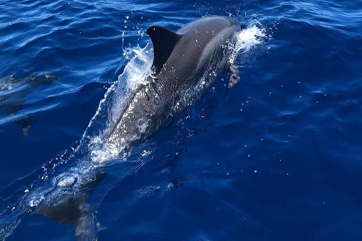 Private Kona Snorkeling Tour to Captain Cook Monument & Turtle Reefs photo 4