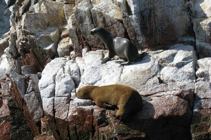 Ballestas Islands Speedboat from Puerto San Martin: Wildlife Cruise Near Paracas photo 4