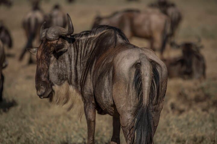 9-Day Budget Camping Safari in Tanzania: Serengeti, Ngorongoro & Lake Manyara photo 2